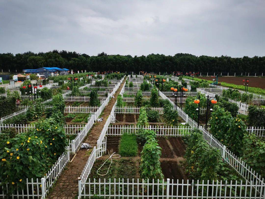 离门头沟很近北京这个村的稻田画惊艳京西