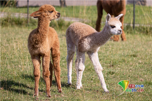 德国农场出生罕见双胞胎羊驼宝宝面对镜头不怯场萌萌哒