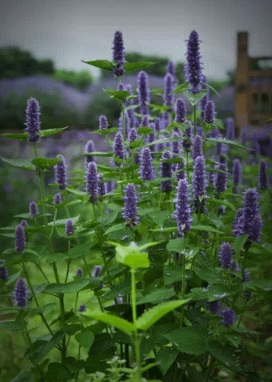 脾胃|大雨频发 三伏应以祛湿为要