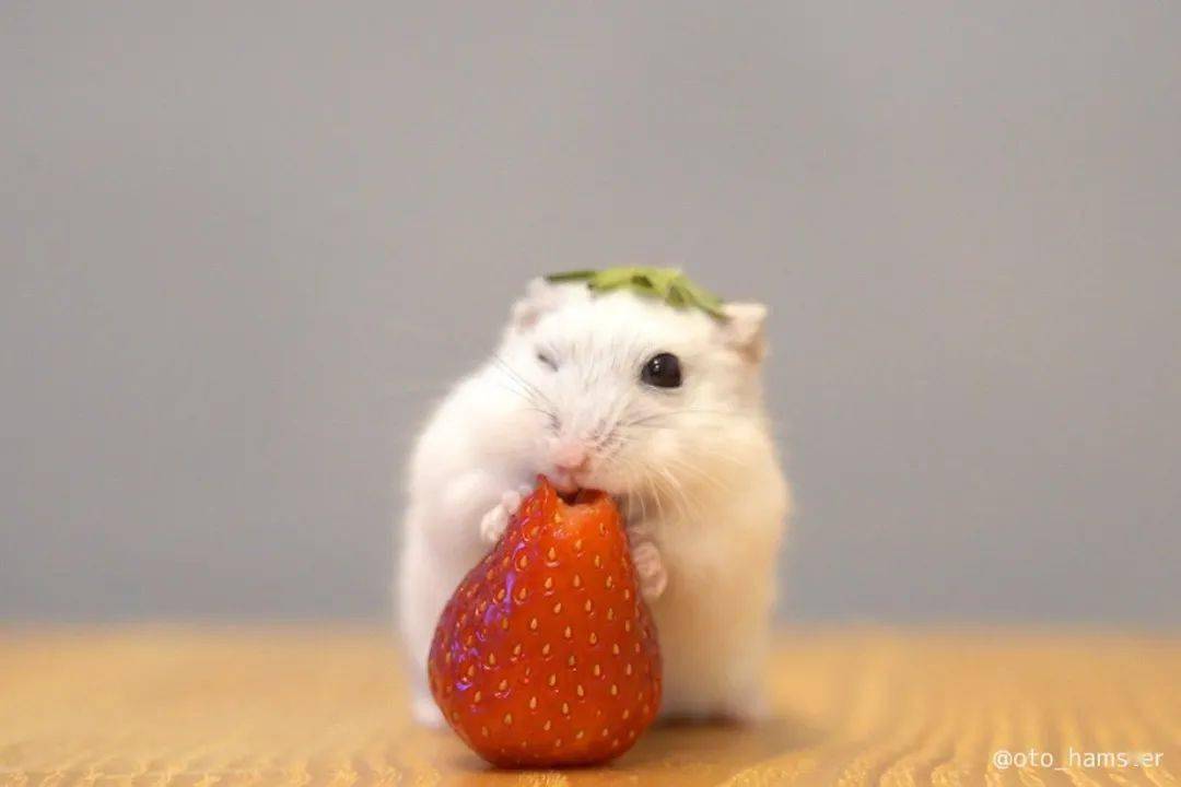 这只小仓鼠叫做oto,它吃草莓的这组图在日网上火了,被网友们夸赞道"