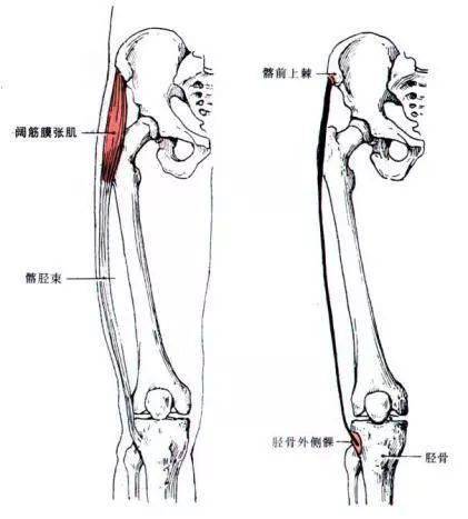 髂胫束的前世今生——为啥受伤的总是我