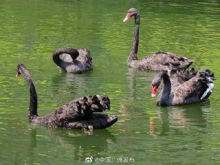 天鹅湖|越秀公园有个“天鹅湖”？黑天鹅、鸿雁“搬家”越秀山啦