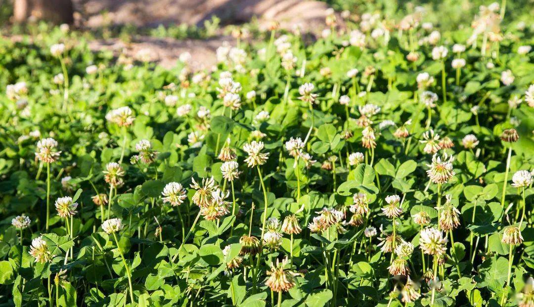 夏日,来这座森林公园——功德寺公园寻一片清凉!