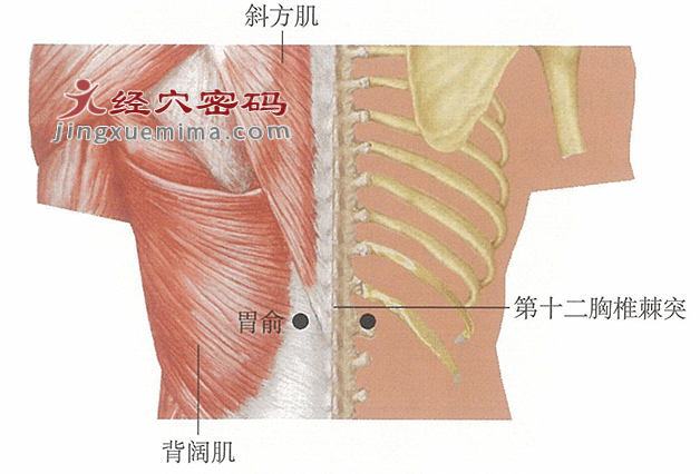 胃俞穴理胃之最佳穴位