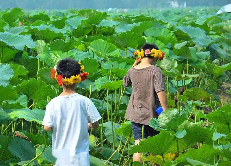 亲近自然|带娃,这里赏荷_荷花