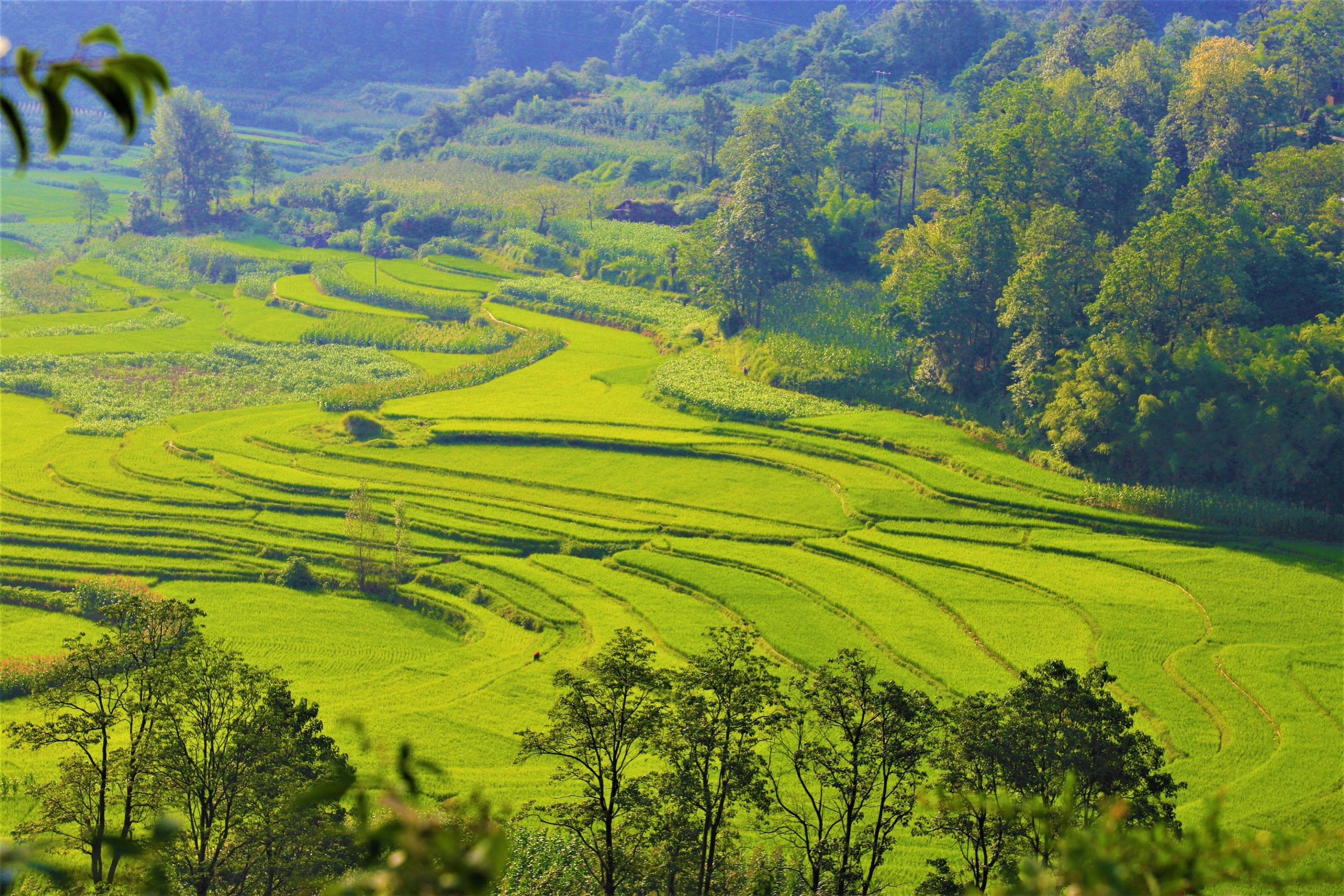黔西雨朵层层梯田美如画