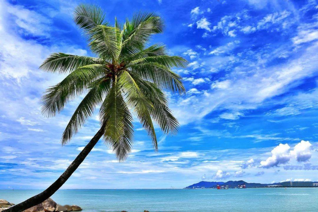 海南椰风水韵图片
