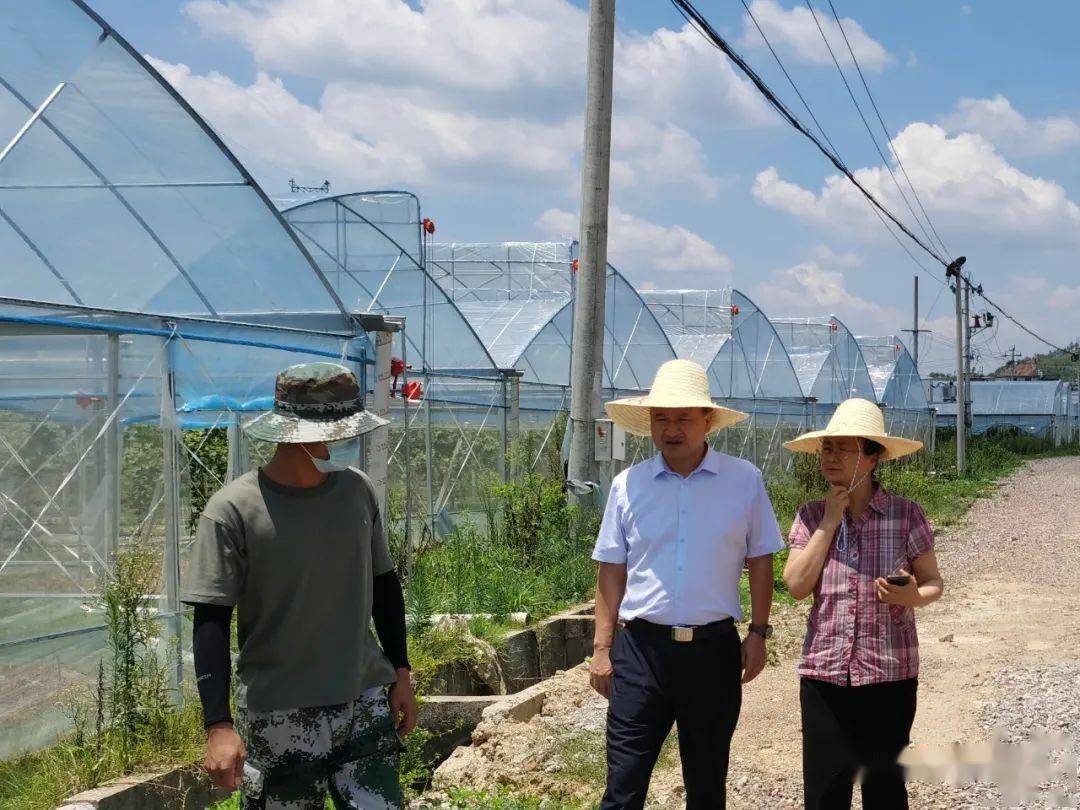 县委常委,副县长唐莹深入西江镇调研指导工作