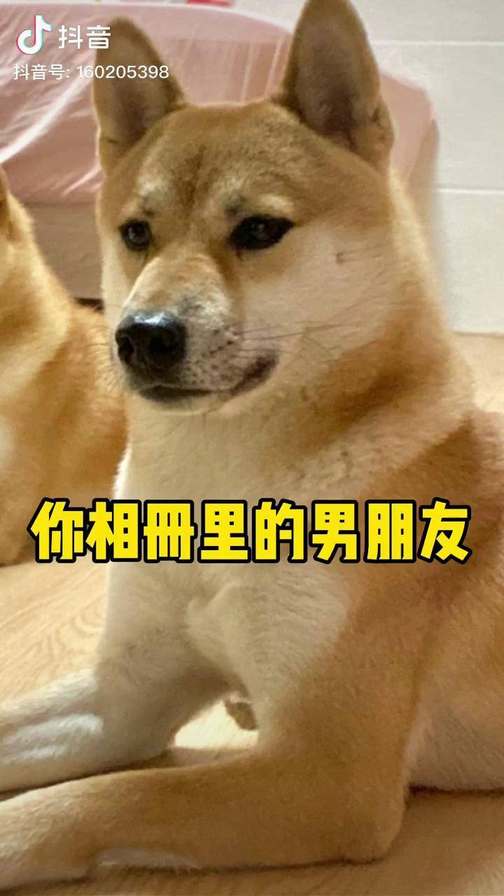 男朋友未解之謎相冊裡的黑洞情侶搞笑柴犬