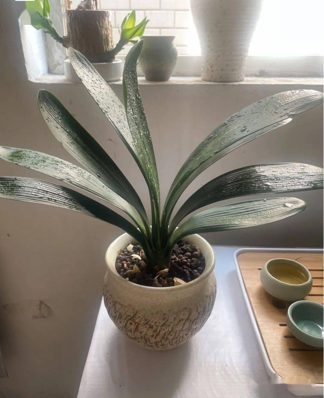 夏天少管君子兰养护太周到难怪挺不过夏天