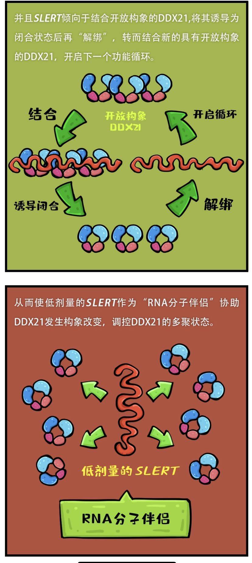 上海科学家揭示长非编码rna以rna分子伴侣机制参与细胞命运活动