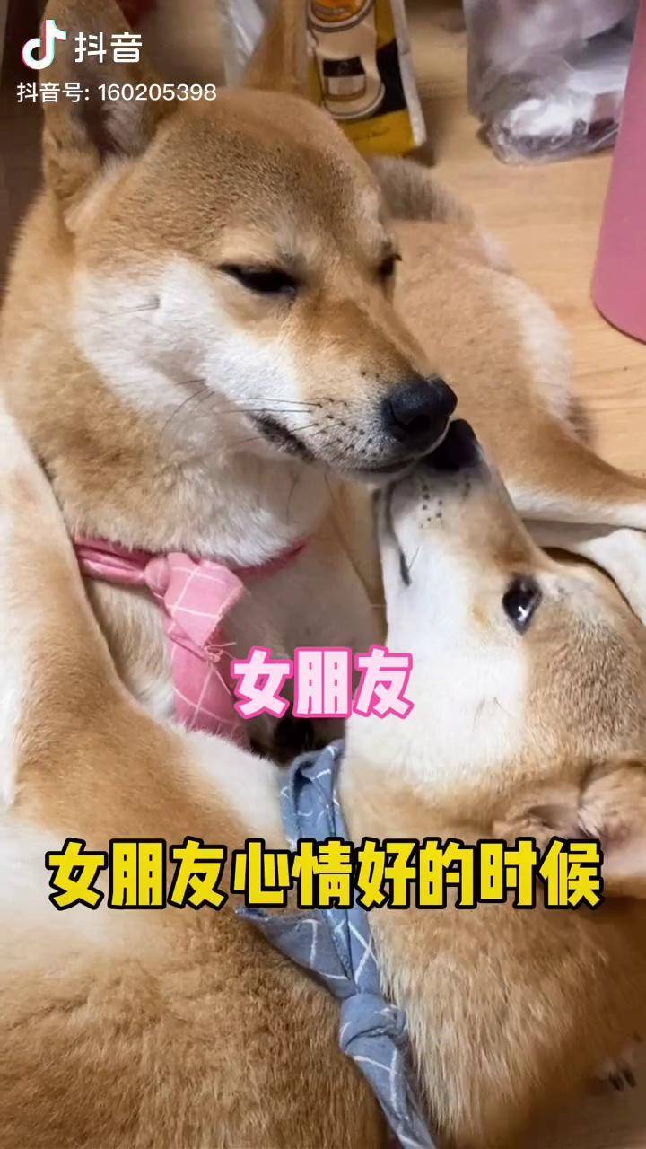 人类未解之谜女朋友的是非观情侣搞笑萌宠出道计划