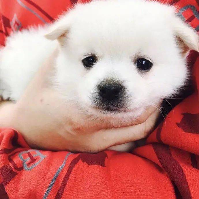 萌图|网友家的小白狗烤火睡觉，没想到醒来之后竟然变成了柯基！！