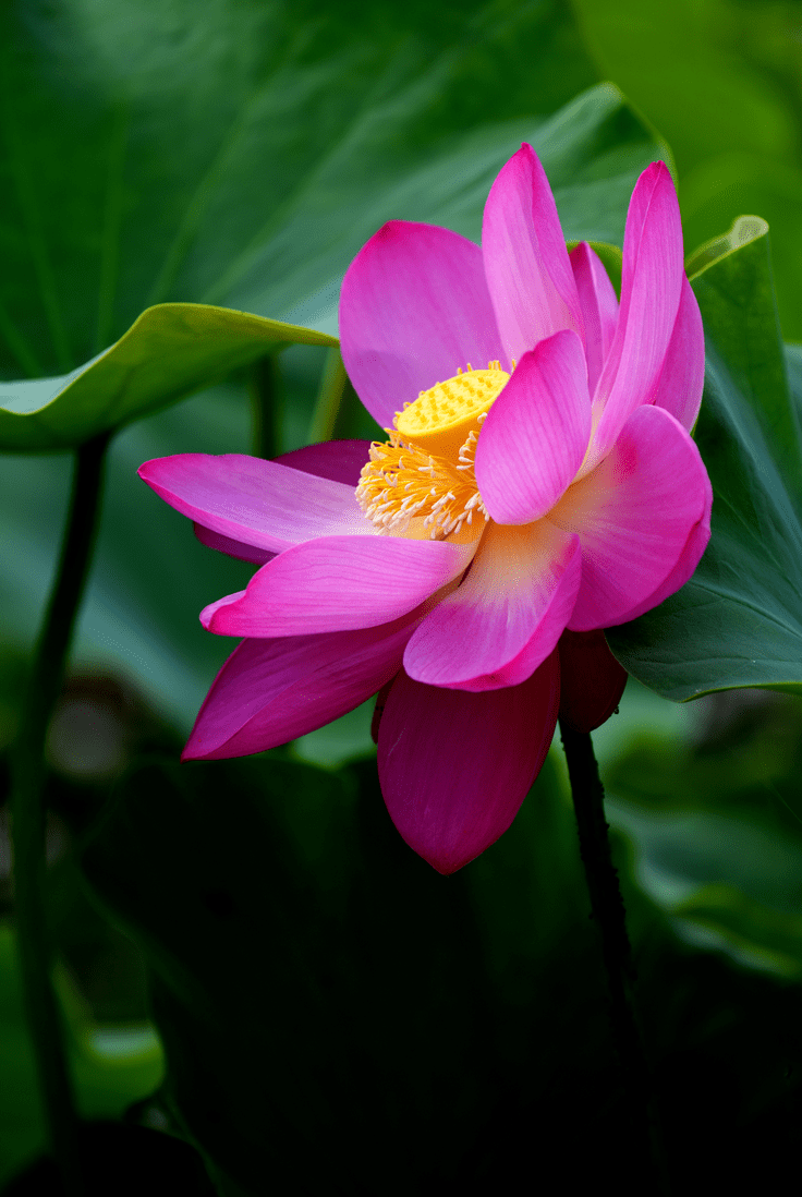 美图欣赏 | 看,荷花!