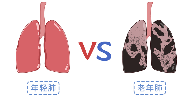 《人体各器官衰老时间表》