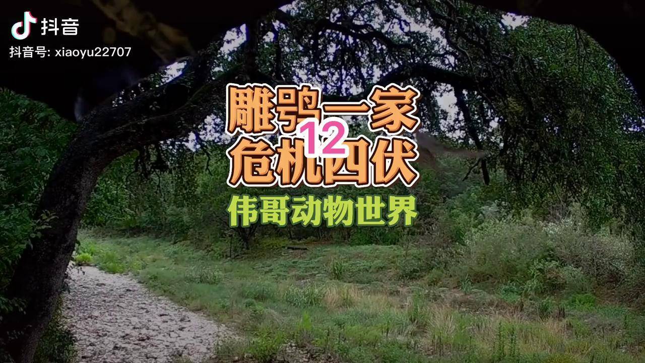 记录雕鸮的故事这对猫头鹰发生了激烈的争吵后浣熊上门了高清鸟纪录片