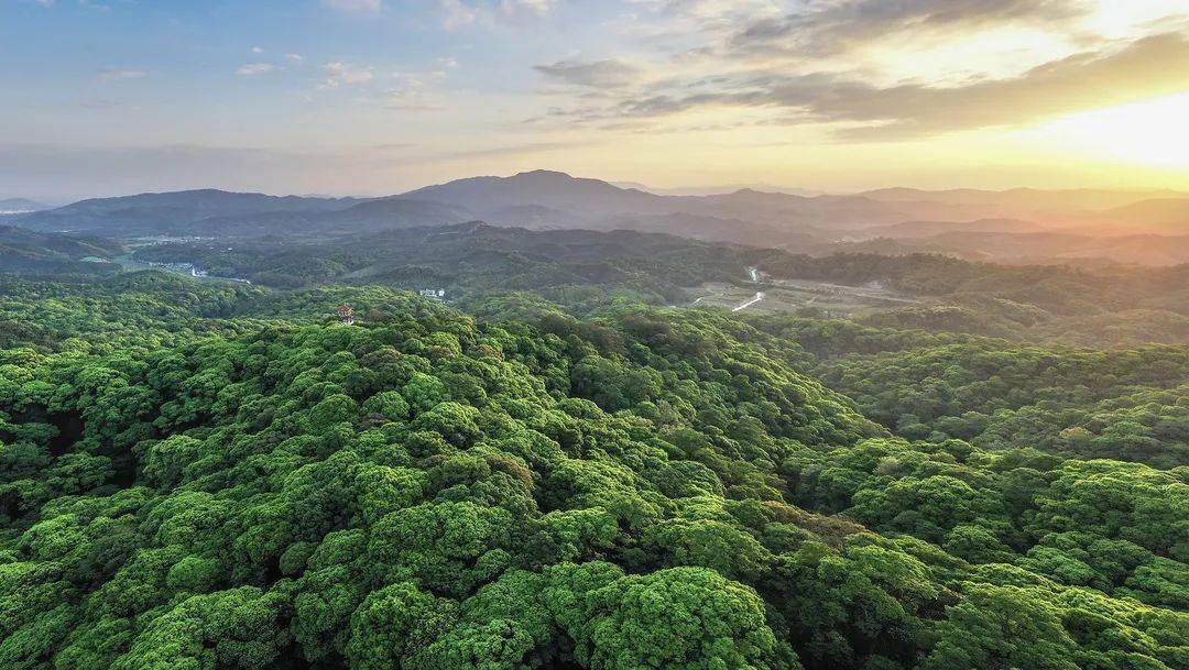 《福建省"十四五"林业发展专项规划》印发实施