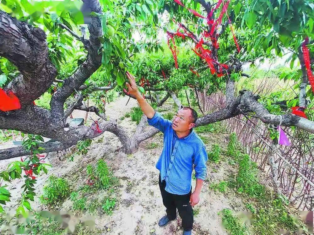 【走百村 看振興】在那桃花盛開的地方——單縣終興鎮光明集村