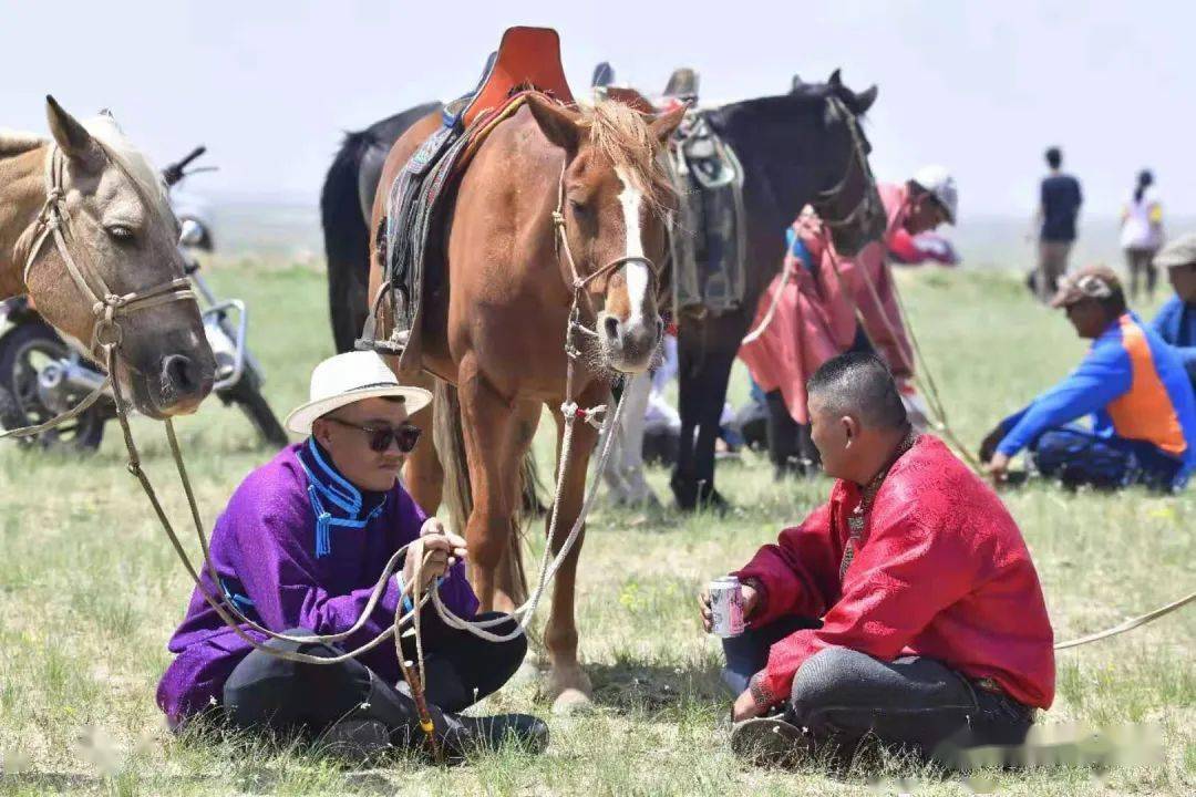 人如虎马如龙巴彦淖尔这些套马的汉子就是帅
