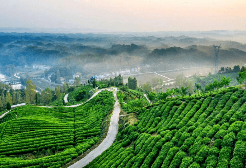 跻身全国产茶大县行列建党百年谷城百件大事90