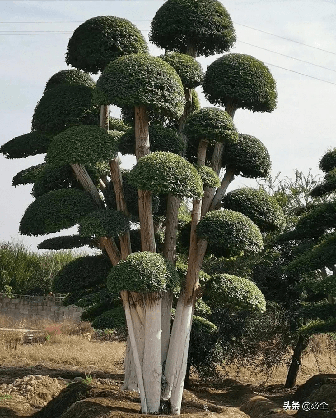 景观造型树行情大热,决定其价值的三个要素不可不知