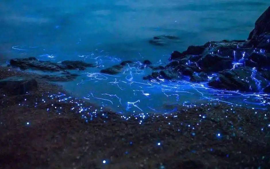 平潭海域都会频繁出现"蓝眼泪"的身影,特别是在坛南湾,塘屿岛,龙凤头