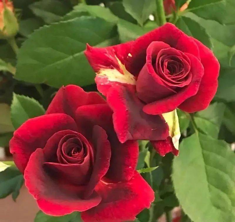 八月就种这9种花,服盆快长势快,好养又漂亮,花儿开满整个阳台