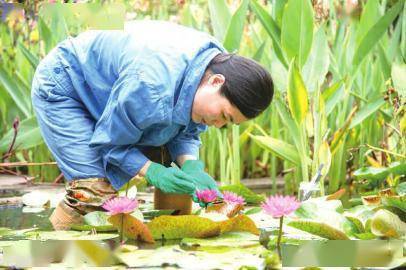 热带|“睡莲设计师”欧克芳：小小泥潭里开出最美的花