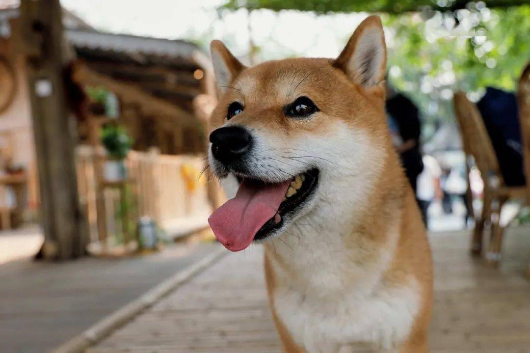 前面几位是在物质生活上的宠生赢家,如果比起社交生活,替小h说一句还!