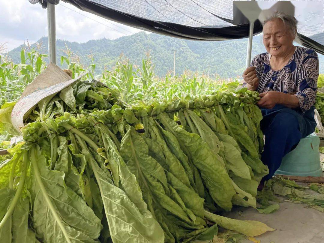 趕烤忙古藺5200畝烤煙成熟啦