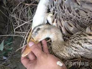 鸭出血症怎么治疗 4820702d6ac24378b6b85f6afc39f1ef.jpeg