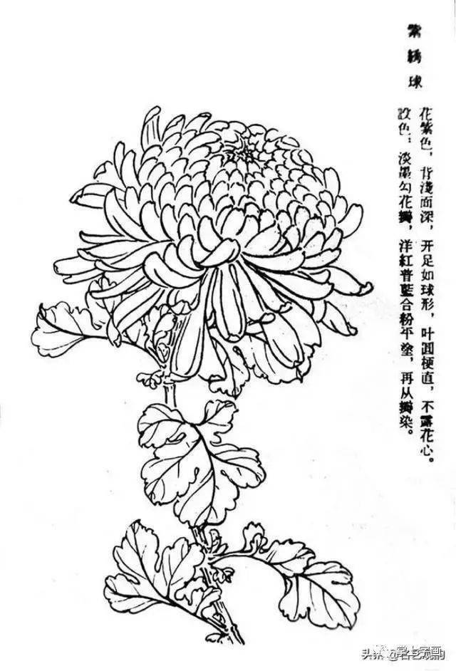 60种菊花工笔白描写生画法