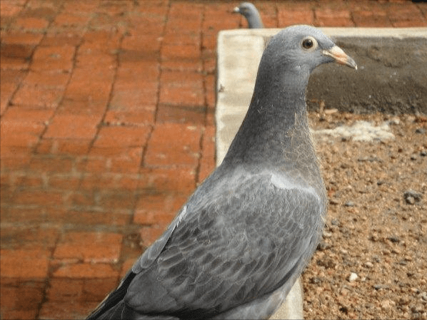 纯种石板灰鸽在育种中的运用
