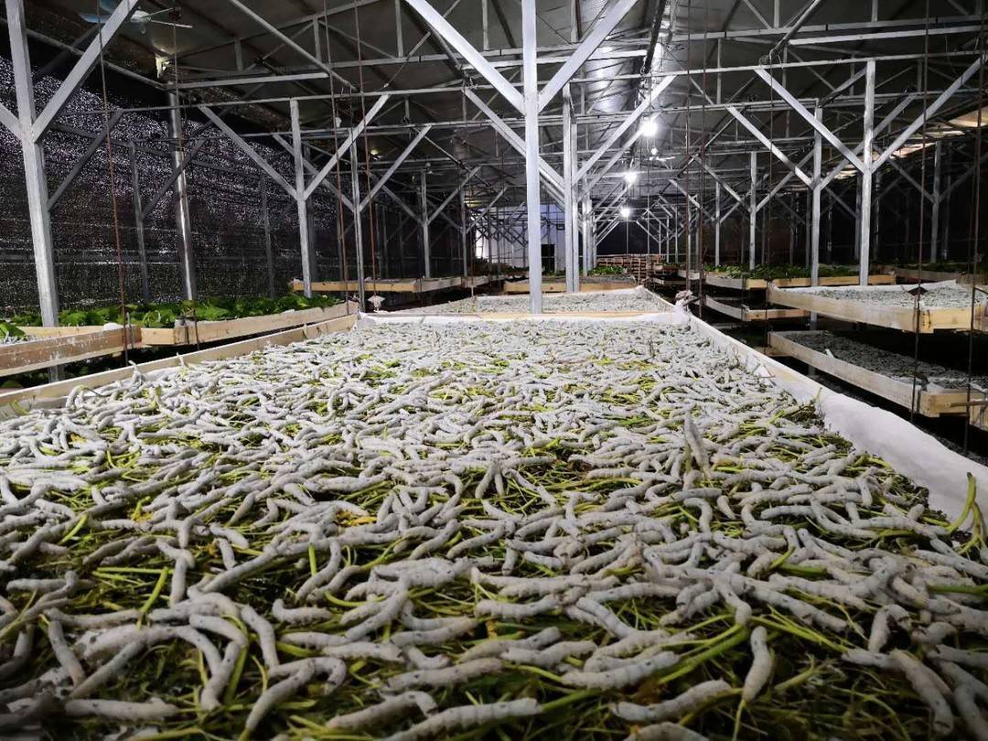 小康圆梦丨蚕桑产业带村民致富四川乐至用一根蚕丝织梦乡村振兴