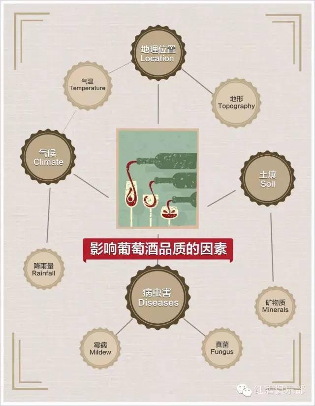 葡萄|影响葡萄酒品质的5大因素