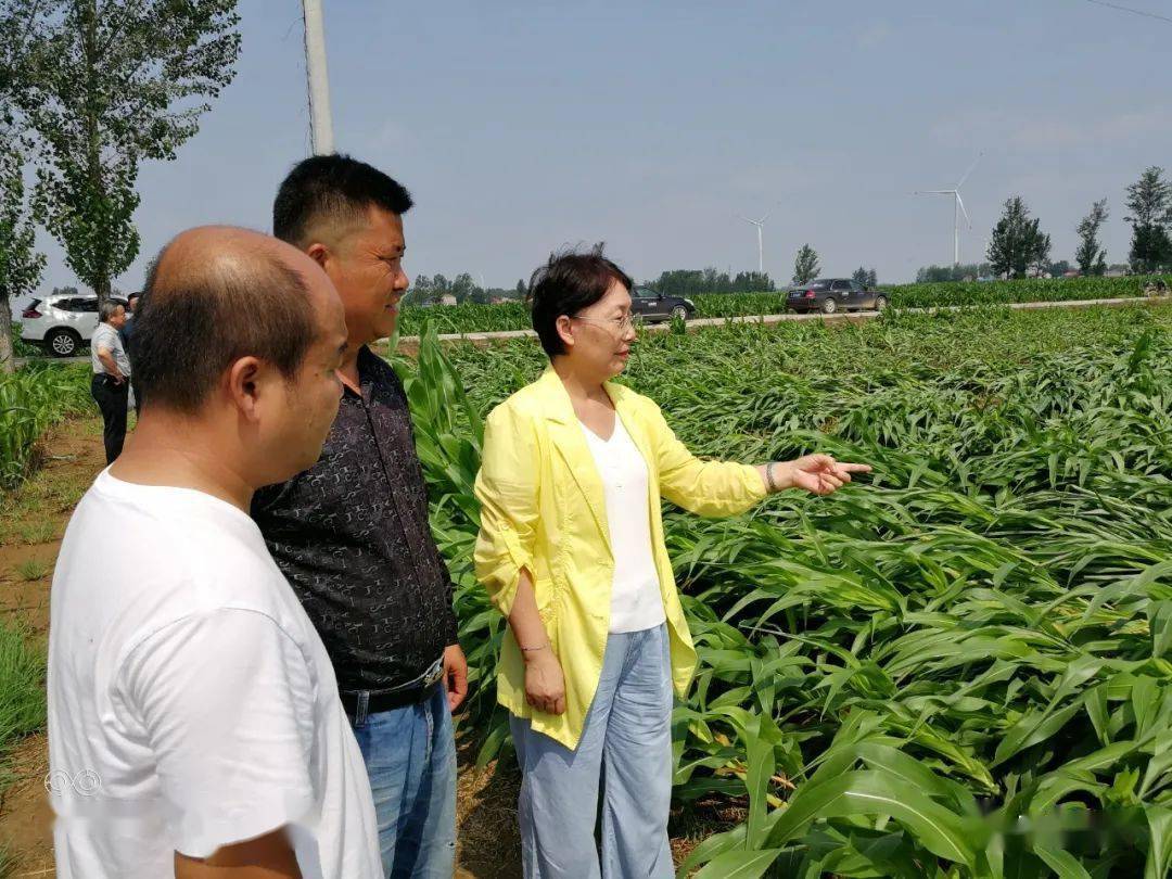 7月30日,农业团团长,市农业农村局张志华带队到安阳县受灾严重的