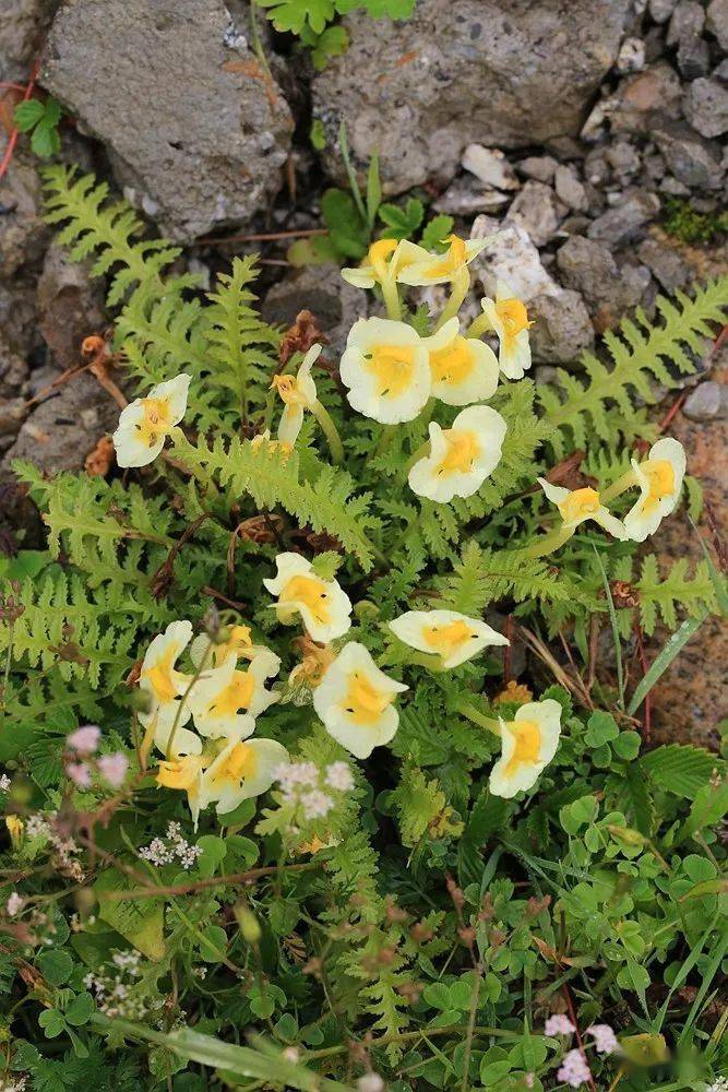 川西7月乱花渐欲迷人眼的马先蒿