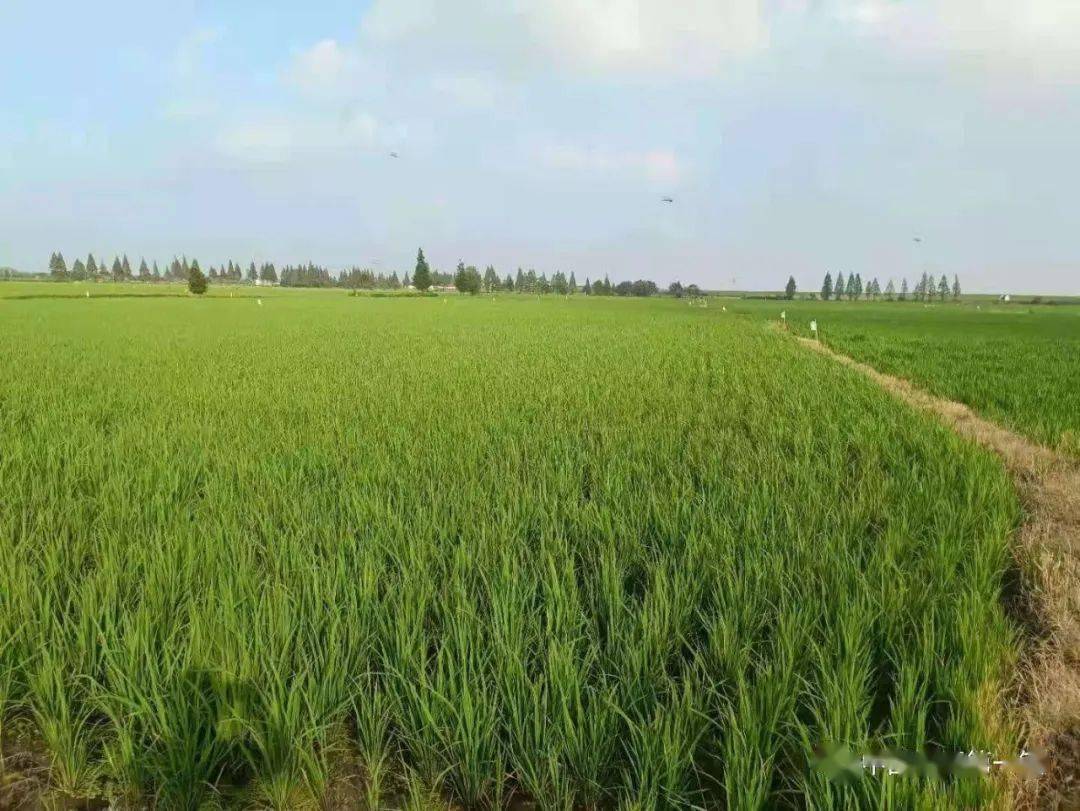 巢湖市槐林鎮:抓好糧食生產,構建農業