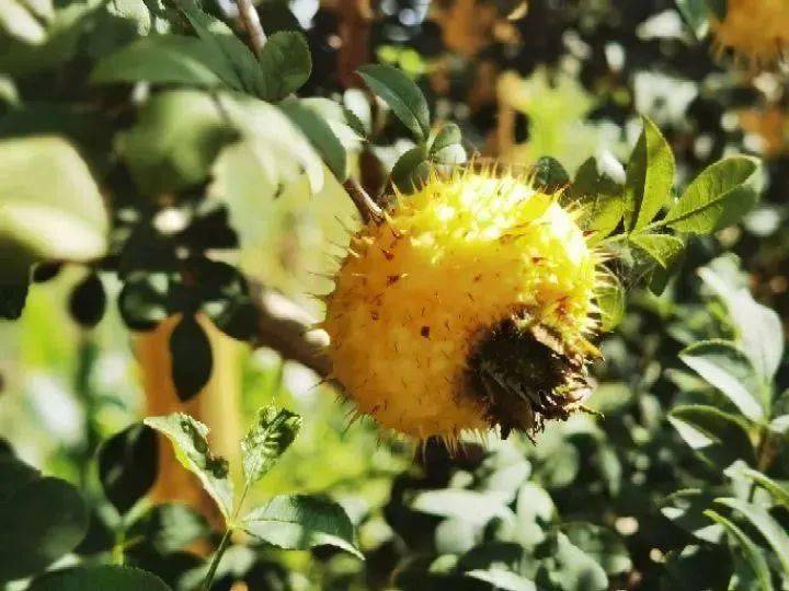 筠连县沐爱镇金銮村刺梨果成熟了,欢迎来采摘!