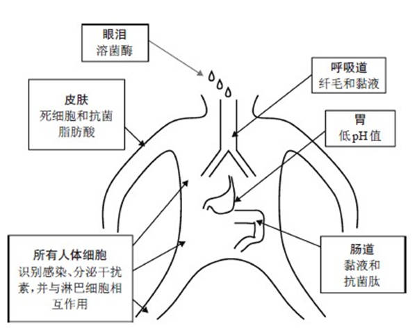 癌症|什么是免疫系统？