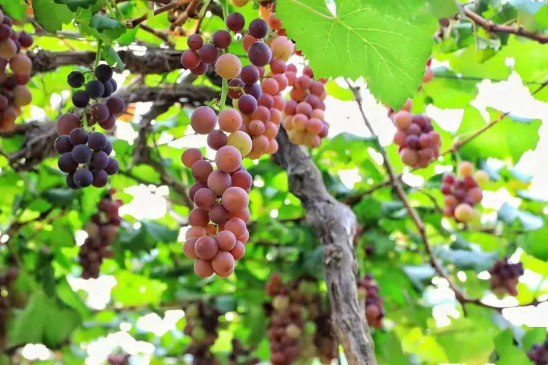 温州人超爱的网红葡萄可以采摘啦不少果园免门票能试吃