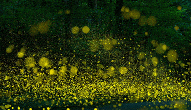 8f19515700814b8ea3e3b25a66e09fff.gif