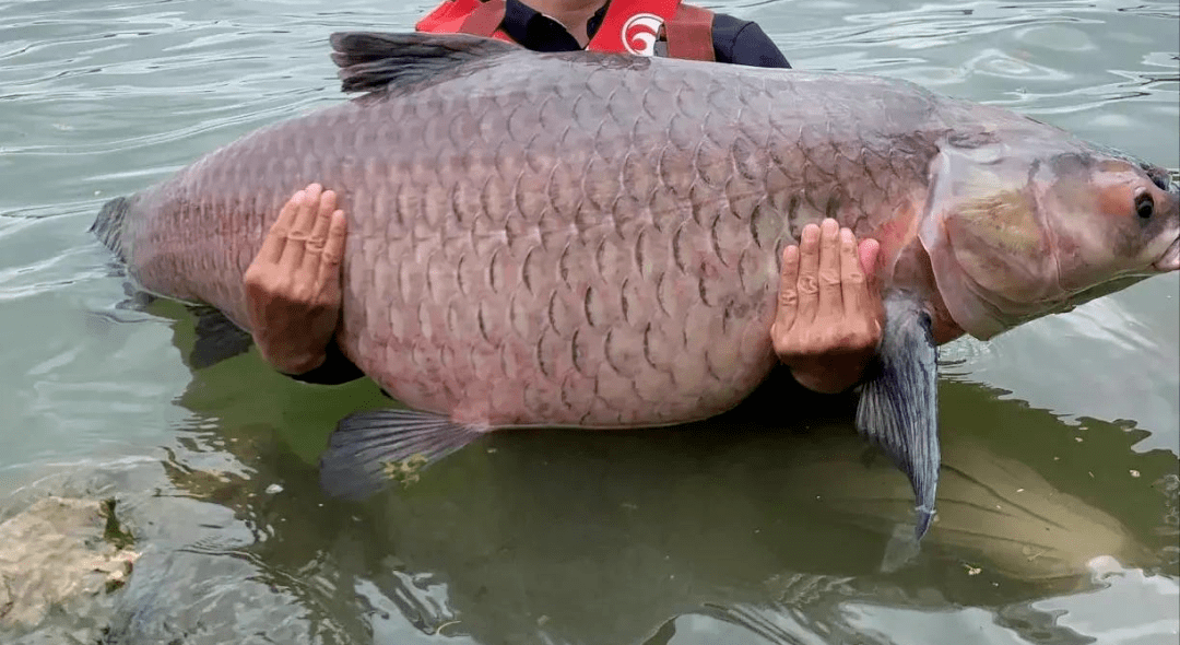 都说深水钓大鱼又说深水溶氧低守大鱼到底要钓多深给个标准