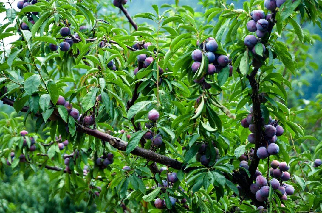 又脆又甜期待已久的眉山丹棱脆红李新鲜上线啦