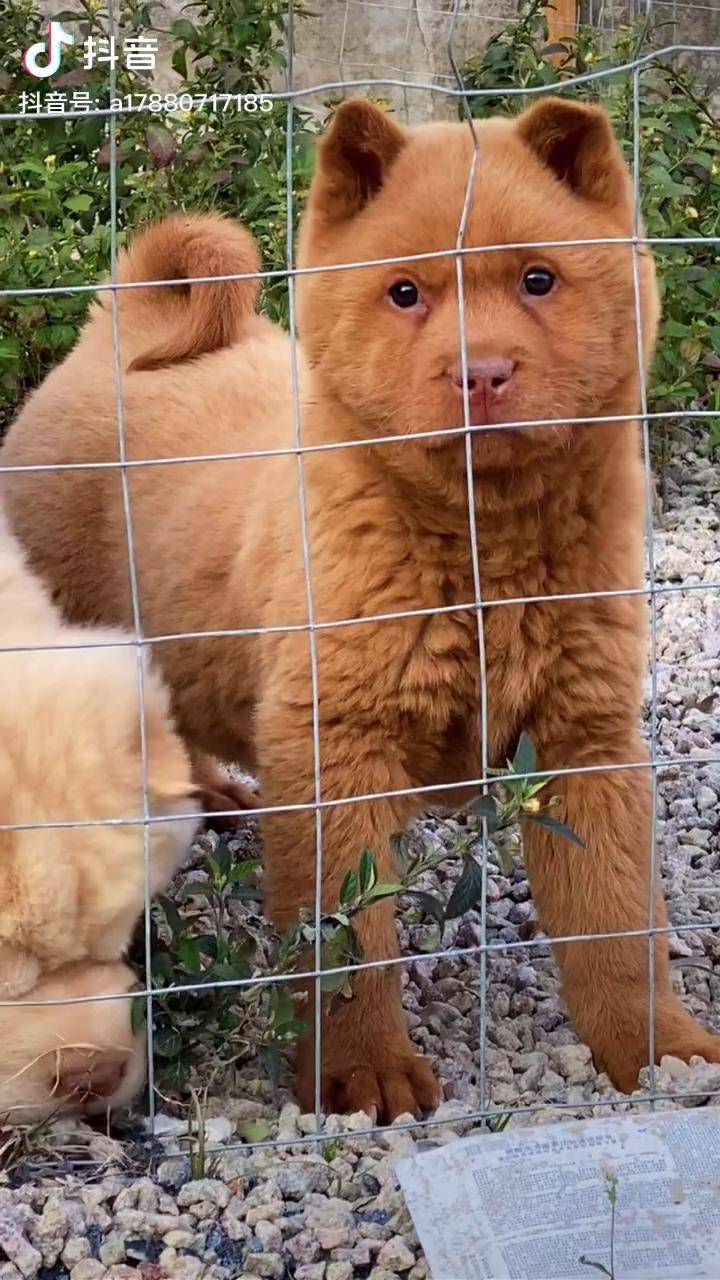 貓耳五紅犬這也太可愛了吧萌寵中華田園犬