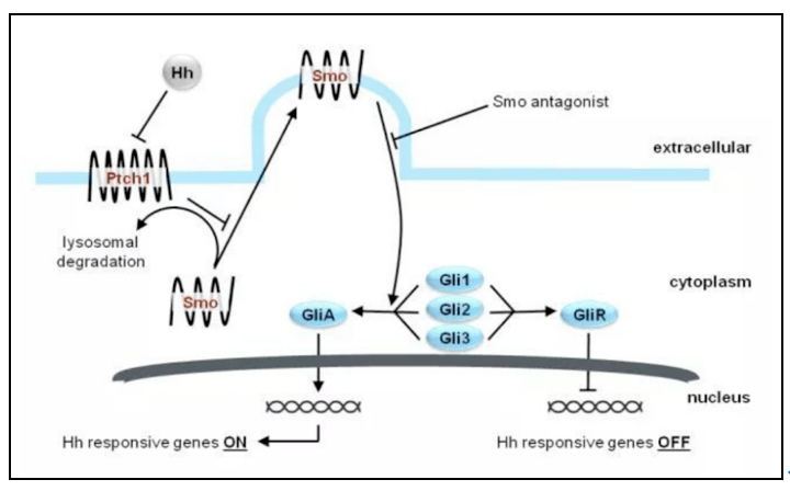 通路|国家药品监督管理局批准一基底细胞癌药物上市