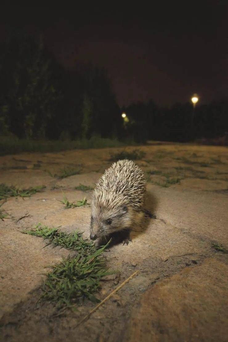 如何在城市来一场与野生动物的邂逅?_刺猬