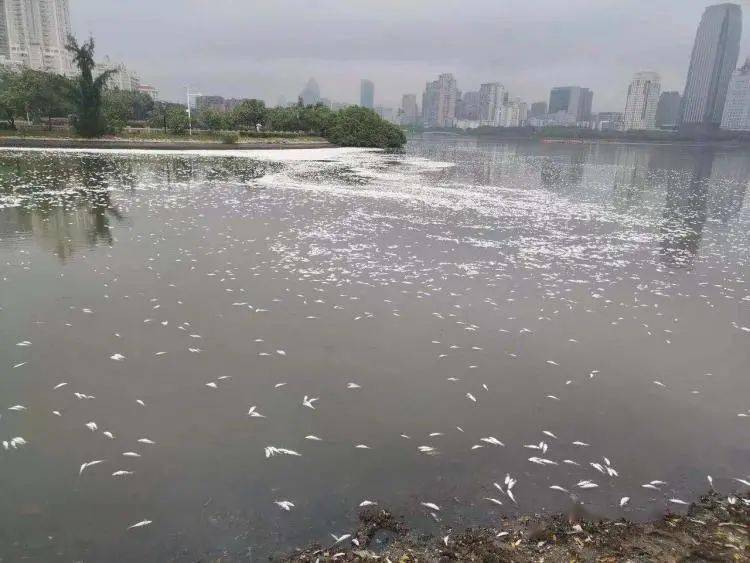 进行|“今早路过厦门这里，水上一片白花花的全是死鱼，好吓人，还看到有人...”