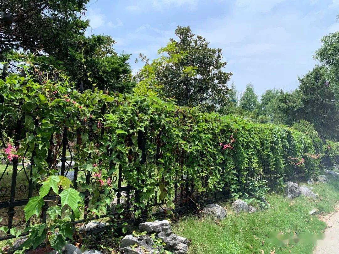 原来她身上有这么唯美的爱情故事 珊瑚