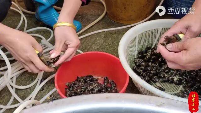 在湖南,鬼螺这样吃才叫爽,肉质鲜脆,香辣美味,一吸一个真过瘾